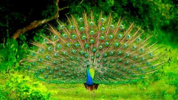 Peacock