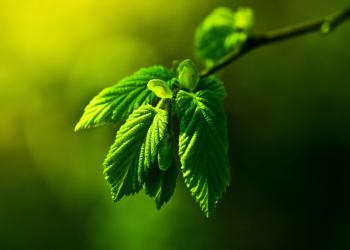 Collection 1 exemple